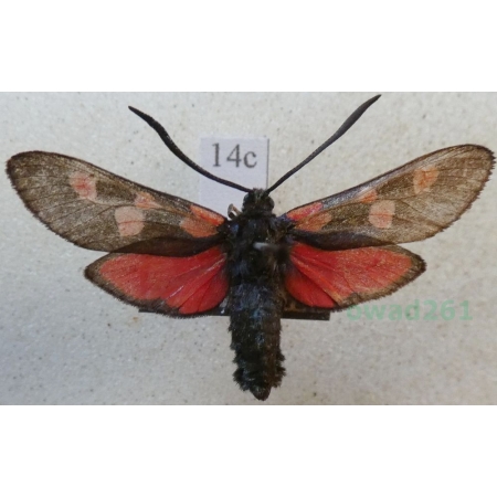 Zygaena lonicerae (Scheven, 1777) Czech14c